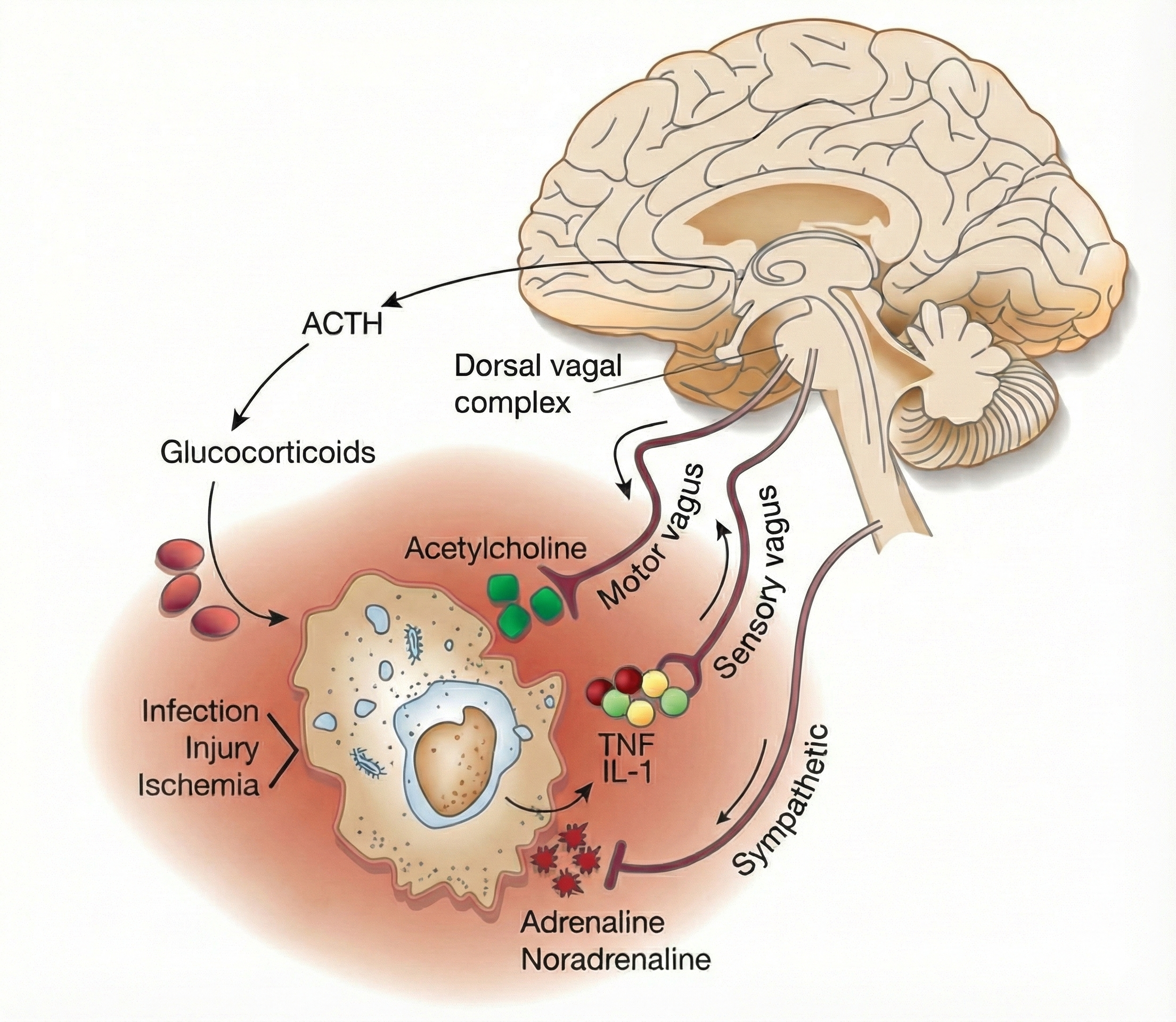 Cholinergic anti-inflammatory pathway